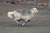 Tongariro Sheep with Ash